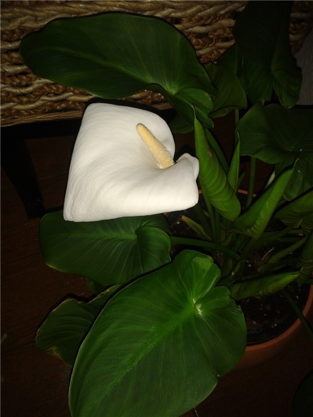 Calla